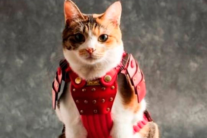 В Японии создали одежду для животных в виде самурайских доспехов