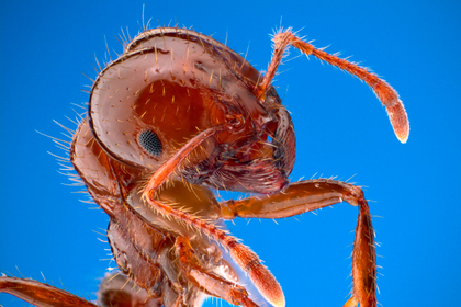 В японском порту обнаружили ядовитых огненных муравьев из Южной Америки