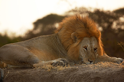 В ЮАР убили больных львов из цирка ради ингредиентов для знахарского зелья