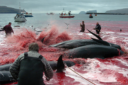 Воды около Фарерских островов окрасились кровью из-за массового забоя китов