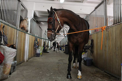 Покинувшая конный клуб наездница захватила с собой седло за 30 тысяч рублей