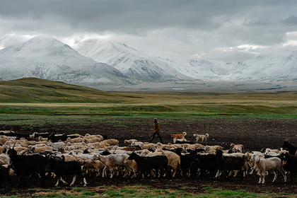 Полторы тысячи овец и чабан сгорели после удара молнии в Казахстане