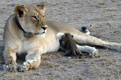 В Танзании львица взяла под опеку детеныша леопарда