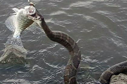 Водная змея украла улов у американского рыбака