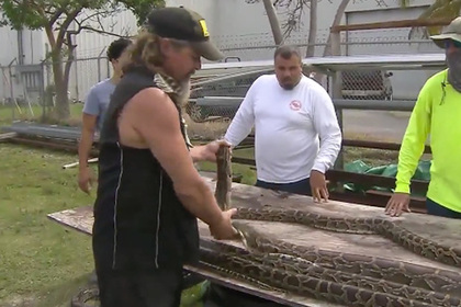 Змеелов из Флориды убил четырехметрового питона с 73 яйцами
