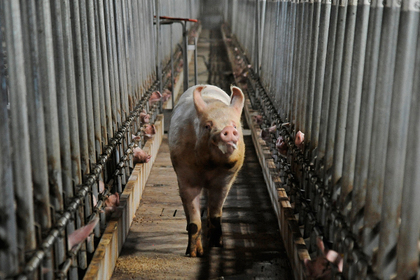 Россия запретила ввоз свиней из Румынии