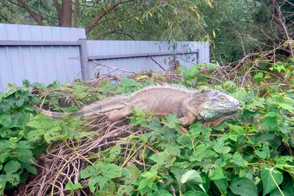 В селе под Киевом отловили съевшего урожай кабачков «динозавра»