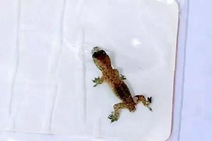 В ухе китайца нашли живую ящерицу