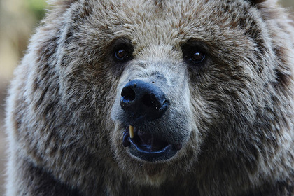 Японский пенсионер-каратист отбился от напавшего на него медведя