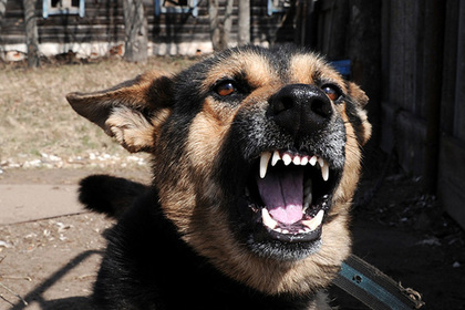 Домашние собаки загрызли двухлетнего мальчика в Иркутской области