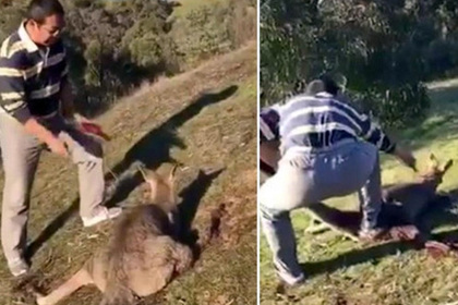 Китаец в Австралии зарезал кенгуру