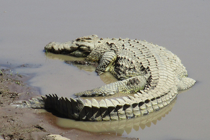 Крокодил на Шри-Ланке растерзал британского журналиста