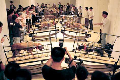 Музей Гуггенхайма раскритиковали за видео стравленных питбулей