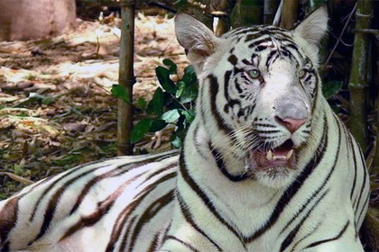Белые тигрята растерзали сотрудника индийского парка