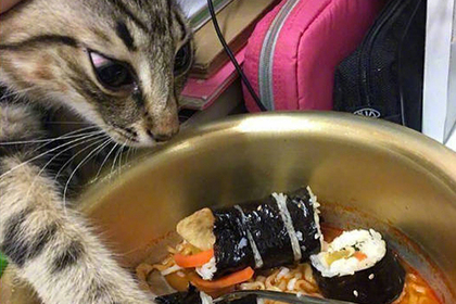 Жадно тянущийся к еде кот пробудил аппетит пользователей сети