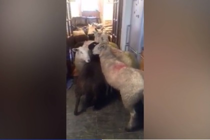 Британский пес пригнал стадо овец хозяйке на кухню