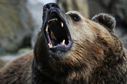 Канадский хоккеист не увидел медведей в Новосибирске и загрустил