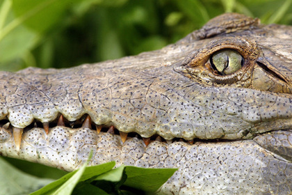 Крокодил съел рабочего в Малайзии