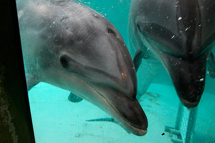 На Кубани поймали черных торговцев дельфинами
