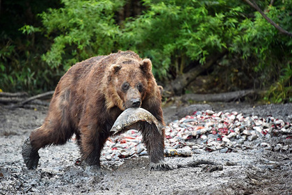 В Латвии пожаловались на нашествие медведей из России
