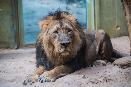 Власти Кении обвинили посетителей заповедника в гомосексуализации львов