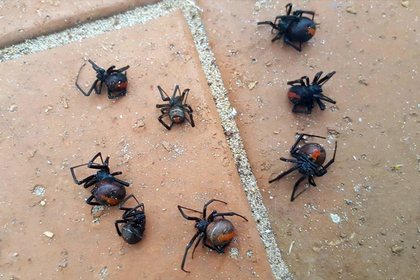 Австралийка показала последствия «дождя» из смертельно опасных пауков