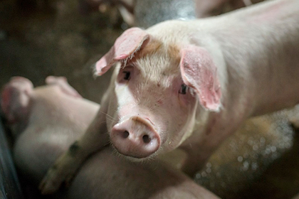 Любовники скормили омского фермера свиньям и попали за решетку