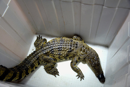 Нильский крокодил охранял тайник с оружием в подвале жилого дома в Петербурге