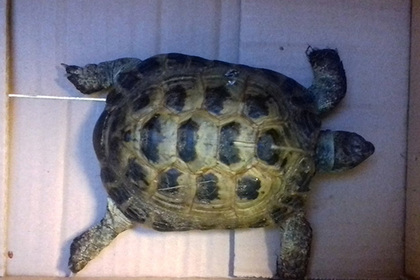 Сбежавшая от хозяев черепаха проползла триста метров за полгода