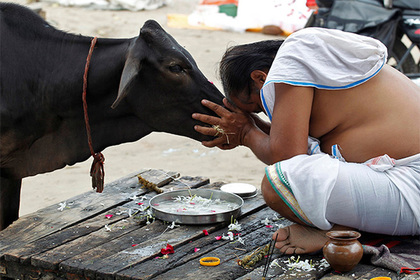 В Индии заключенные пройдут терапию коровами