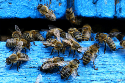 В США уничтожили сотни тысяч привезенных из России пчел