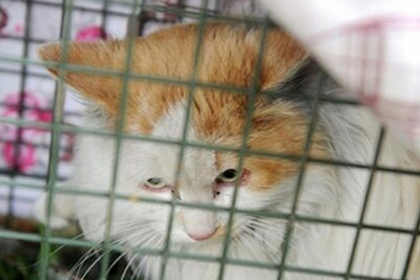 Сидевшего в ловушке два года китайского кота освободили