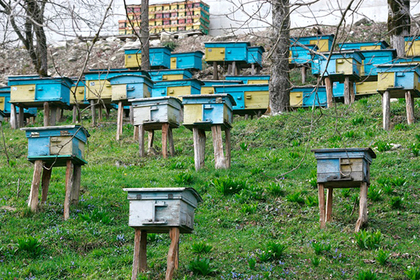 Украина начала экспортировать пчел в Канаду