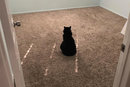 Горюющая посреди пустой комнаты кошка растрогала пользователей сети