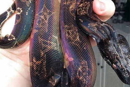Ким Кардашьян возненавидели за выжигание логотипа Louis Vuitton на живой змее