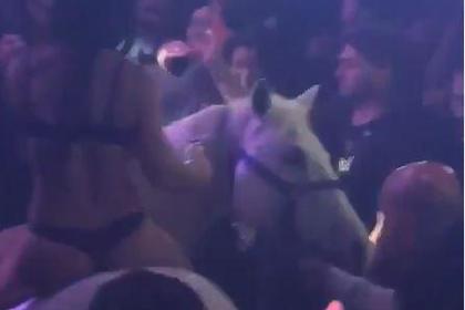 Лошадь вышла на танцпол в ночном клубе и запаниковала