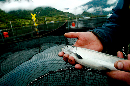 Норвегию назвали угрозой российской рыбе