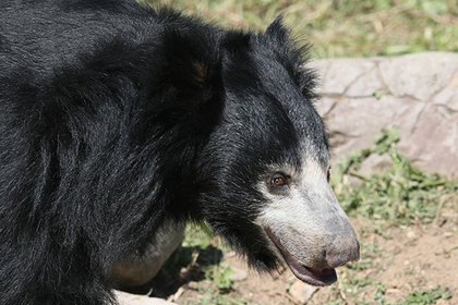Одна из последних пляшущих медведиц в Непале погибла в грязи и тесноте