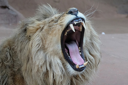 Сотрудник зоопарка стал добычей льва из-за глупой ошибки