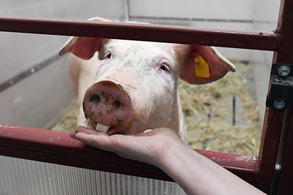 Свиновод потребовал запретить оскорбительные выражения про свиней