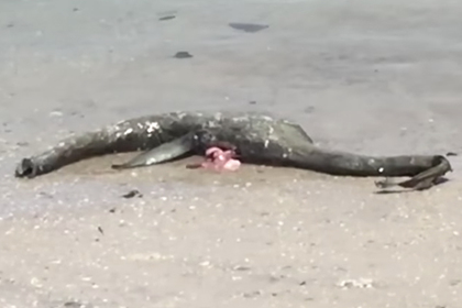 Тело морского чудовища исчезло с американского побережья