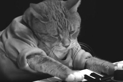 Умер ставший международным мемом кот-пианист