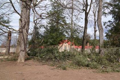 Ураган повалил посаженное Вашингтоном 227-летнее дерево