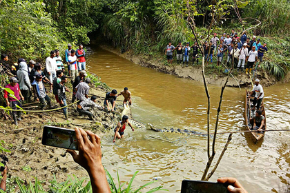 В брюхе шестиметрового крокодила нашли человеческие ноги и руку
