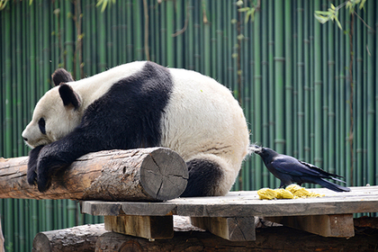 Бесстрашный вороненок отщипнул кусок меха с зада панды для гнезда