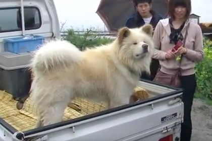 Бездомный пес с нелепой мордой стал начальником вокзала в Японии