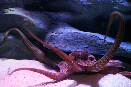 Десятки неизвестных науке осьминогов пришли умирать на дно океана