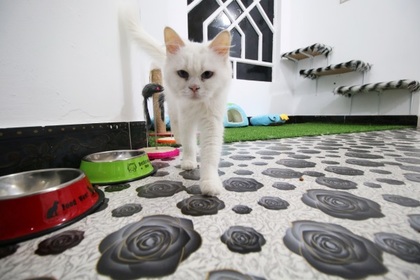Гостиница для кошек открылась в Ираке