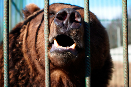 Медведь сломал забор при попытке сбежать из Латвии в Россию