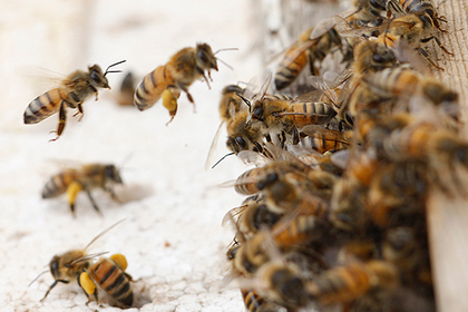 Огромный рой агрессивных пчел оккупировал жилой дом